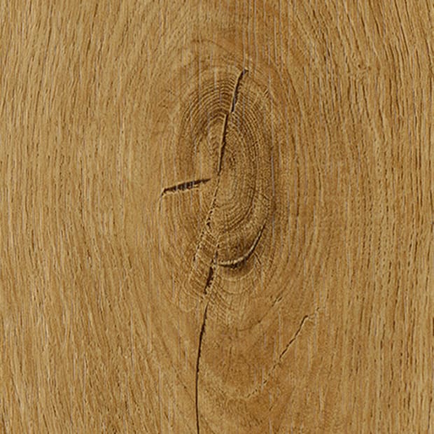 Langdon Oak, FS7W6210