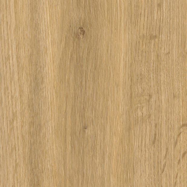 Falmouth Oak, SF3W1031
