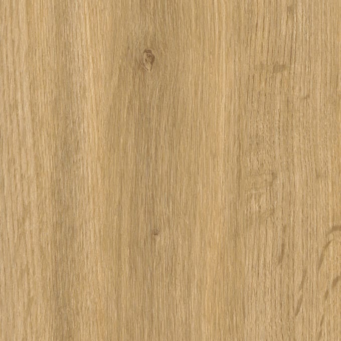 Falmouth Oak, SF3W1031