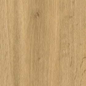 Falmouth Oak, SF3W1031